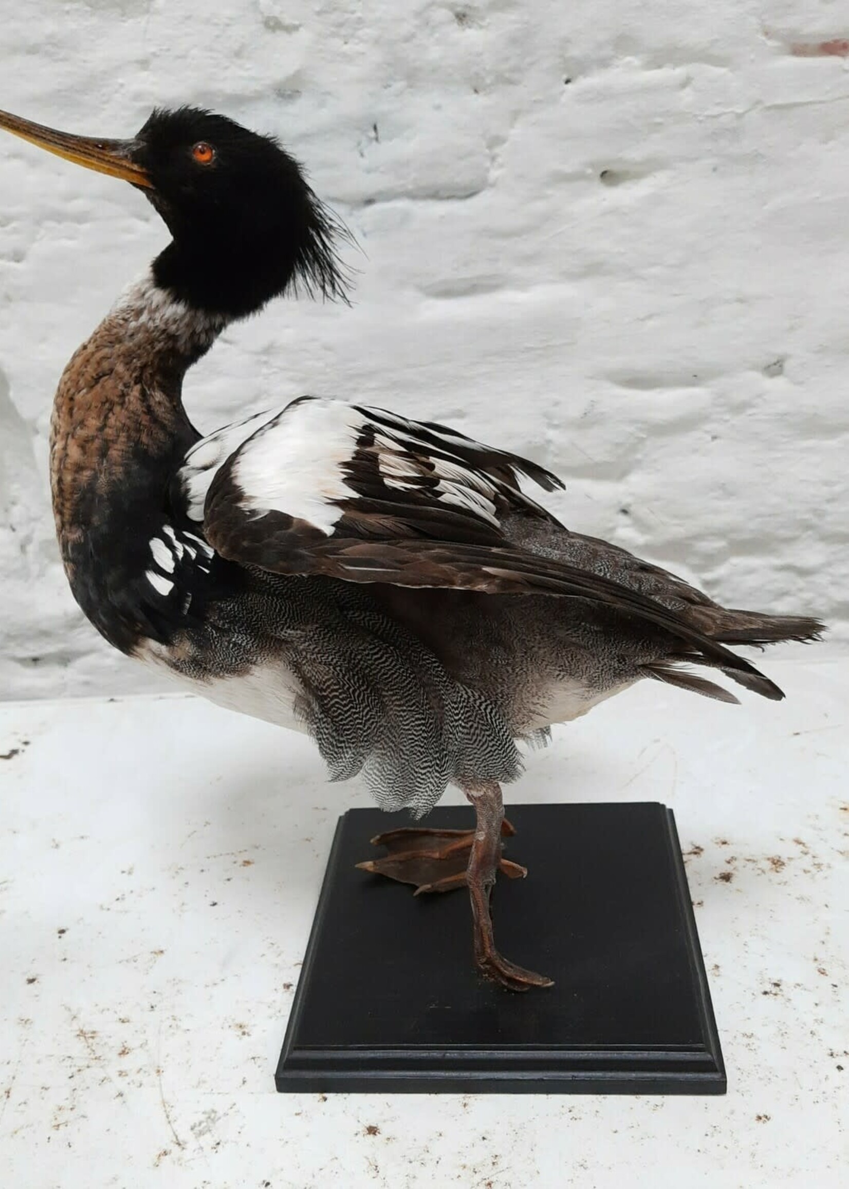 Animaux Spéciaux RED-BREASTED MERGANSER