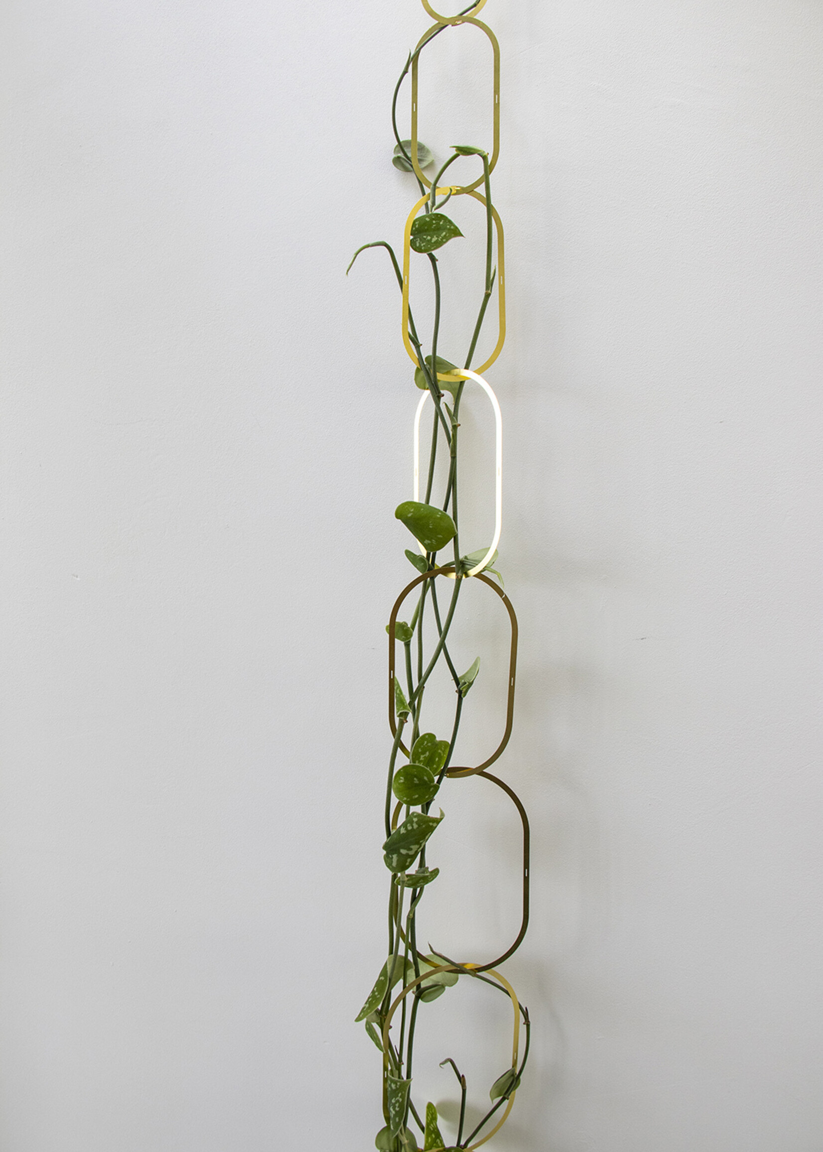 Koperen Plantenschakel