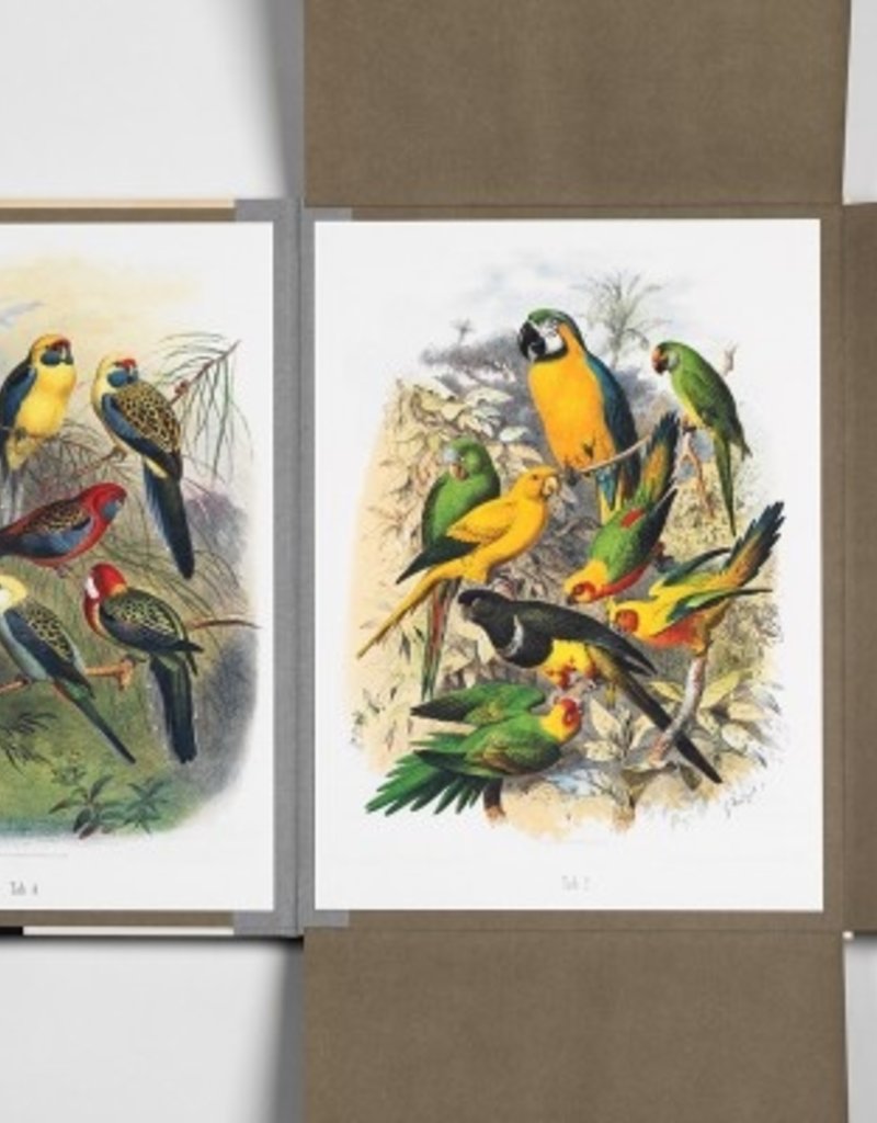 KUNST PORTFOLIO - Tropische vogels