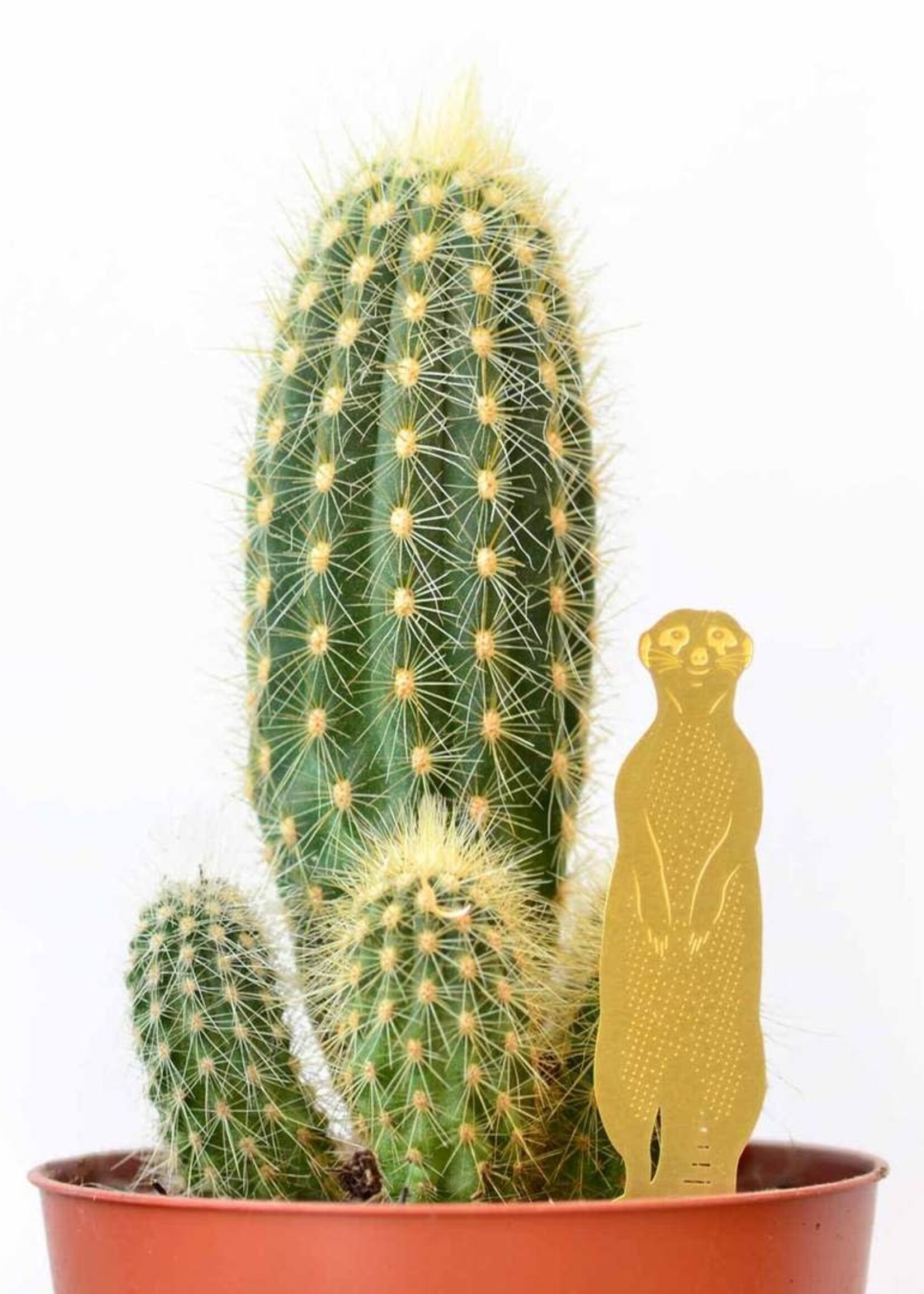 GOUDEN PLANTENHANGER - Stokstaartje