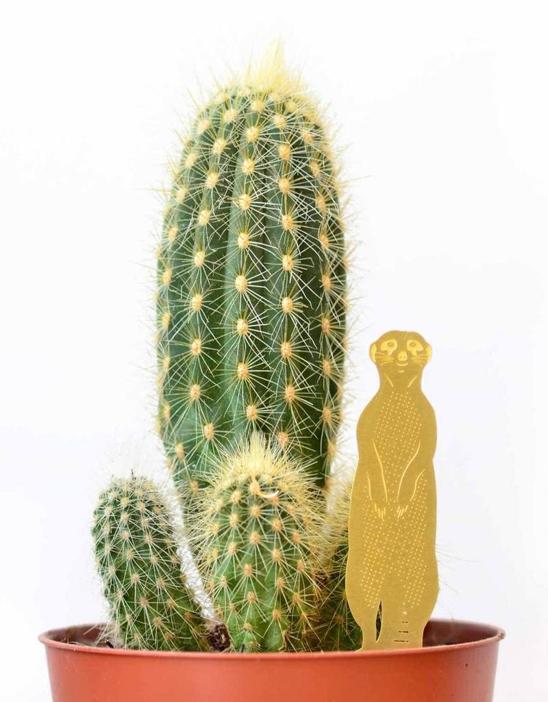 CINTRE DORE PLANTE - Suricate