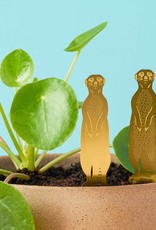 CINTRE DORE PLANTE - Suricate