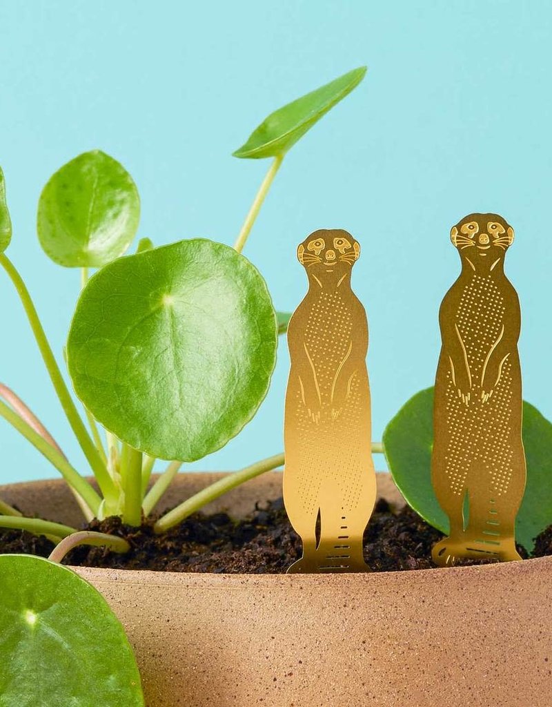 GOLDEN PLANT HANGER - Meerkat