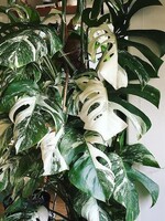 Animaux Spéciaux Botanical Wonders Monstera deliciosa variegata