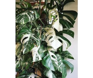 Animaux Spéciaux Botanical Wonders Monstera deliciosa variegata