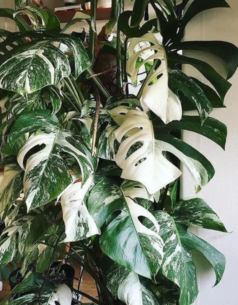 Monstera deliciosa variegata - La Plantisserie