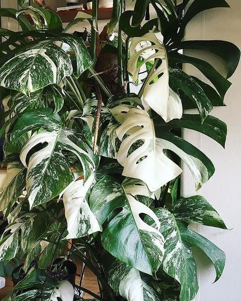 Monstera deliciosa variegata - Animaux Speciaux
