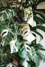 Animaux Spéciaux Botanical Wonders Monstera deliciosa variegata