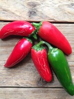 HETE PEPER Jalapeño M - Capsicum annuum