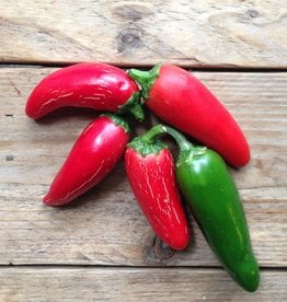 HETE PEPER Jalapeño M - Capsicum annuum