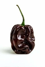 HETE PEPER Habanero chocolate - Capsicum chinense