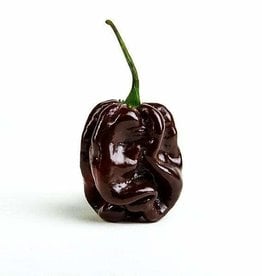 HETE PEPER Habanero chocolate - Capsicum chinense