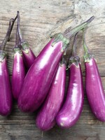AUBERGINE Slim Jim - Solanum melongena