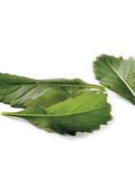 WILDE RUCOLA wildvuur-Wasabi - Diplotaxis tenuifolia