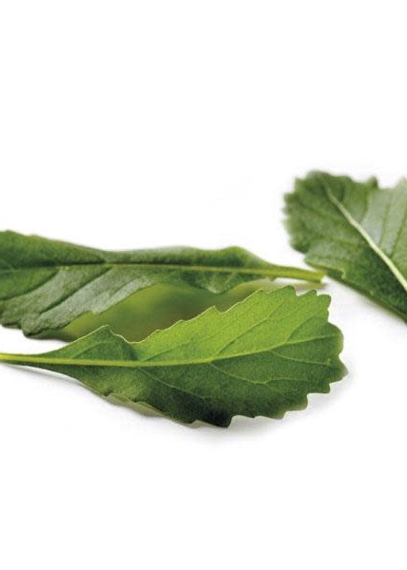WILDE RUCOLA wildvuur-Wasabi - Diplotaxis tenuifolia