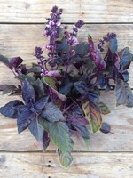 Copy of Basilicum Genovese - Ocimum basilicum
