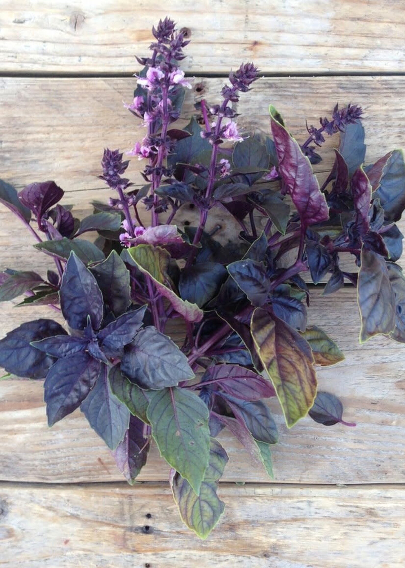 RODE RUBIN BASILICUM - Ocimum basilicum