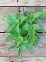 BASILICUM MEVR. BURNS LEMON - Ocimum basilicum var. citriodora