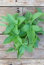 BASILICUM MEVR. BURNS LEMON - Ocimum basilicum var. citriodora
