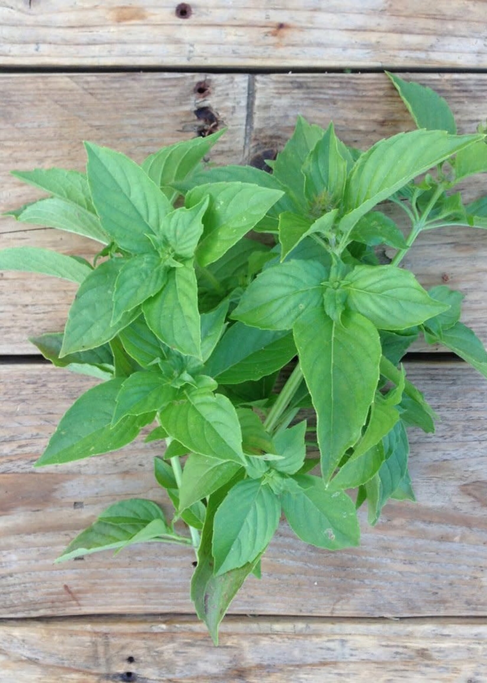 BASILICUM MEVR. BURNS LEMON - Ocimum basilicum var. citriodora