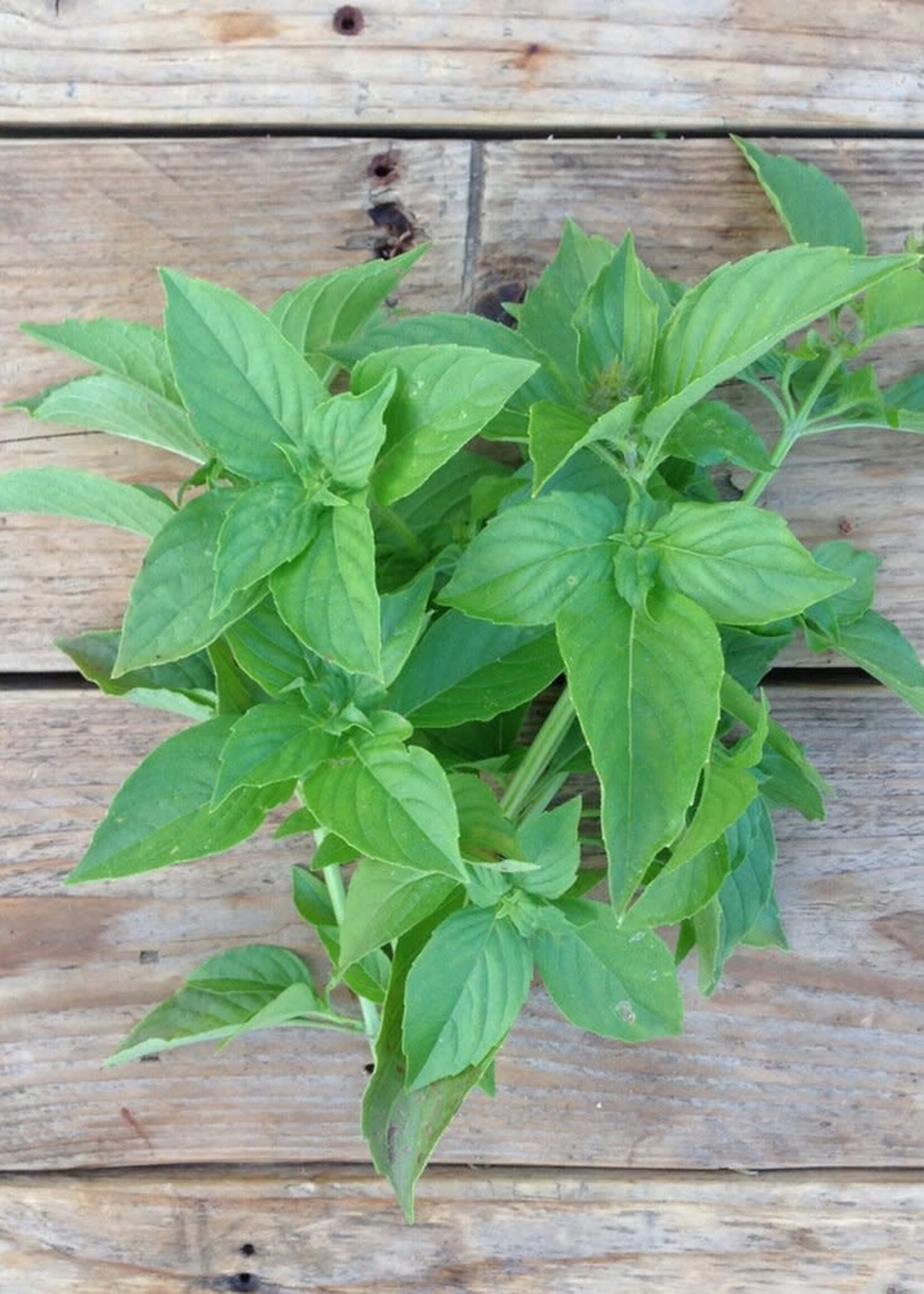 Copy of BASILICUM GENOVESE - Ocimum basilicum