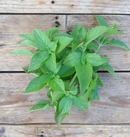 BASILICUM MEVR. BURNS LEMON - Ocimum basilicum var. citriodora