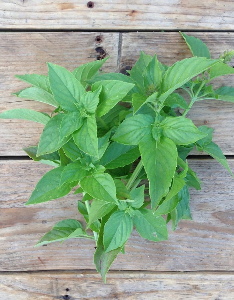 BASILICUM MEVR. BURNS LEMON - Ocimum basilicum var. citriodora