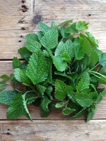 Copy of PEPERMUNT - Mentha x piperita