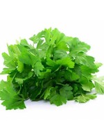 Copy of THAISE BASILICUM - Ocimum Basilicum