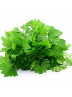 PETERSELIE Gigante d'italia - Petroselinum crispum