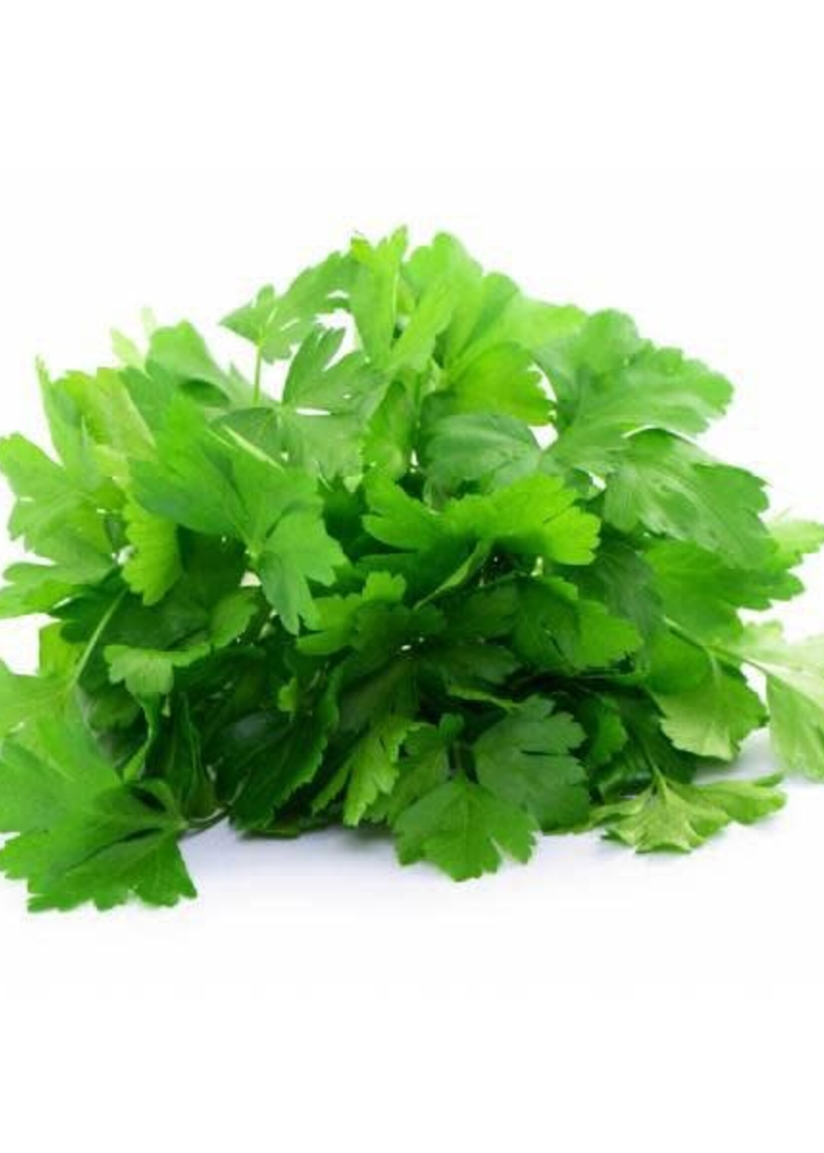Copy of THAISE BASILICUM - Ocimum Basilicum