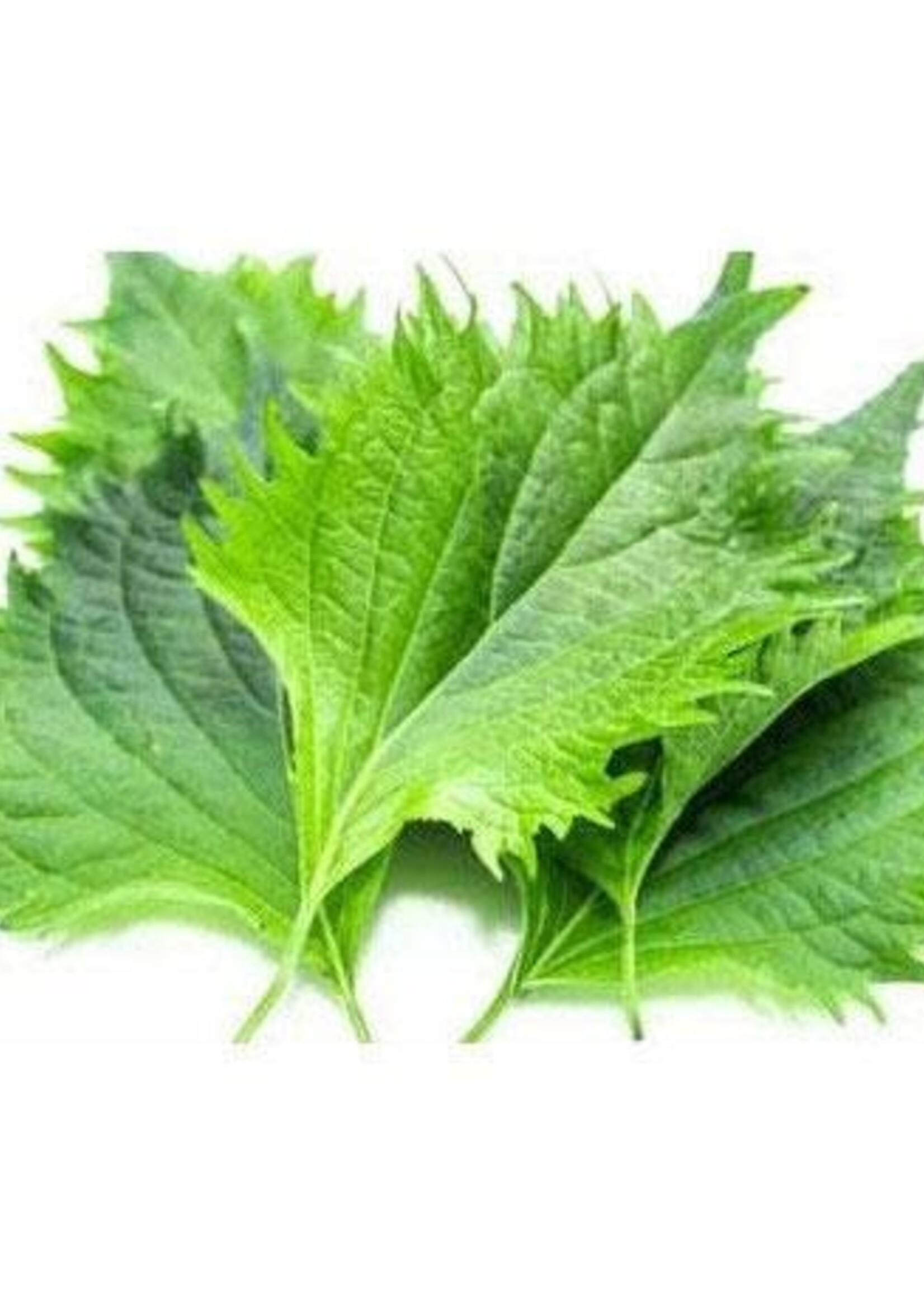 SHISO Japanse basilicum - Perilla frutescens