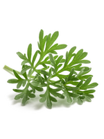 ABSINTALSEM - Artemisia absinthium