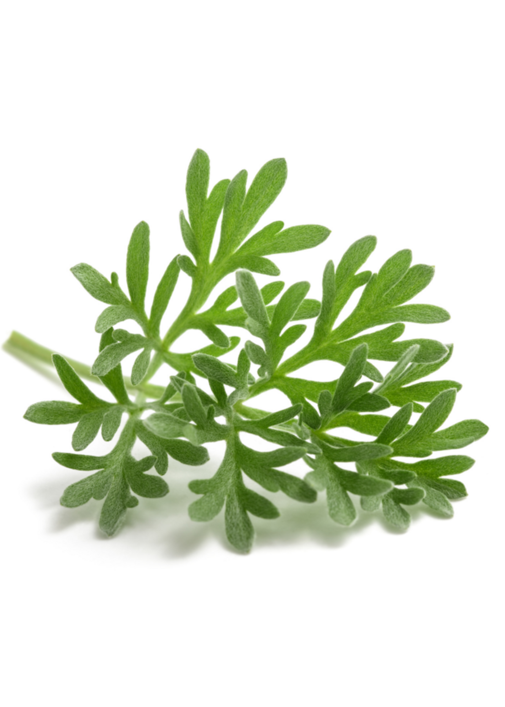 Copy of SHISO Japanse basilicum - Perilla frutescens