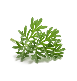 ABSINTALSEM - Artemisia absinthium
