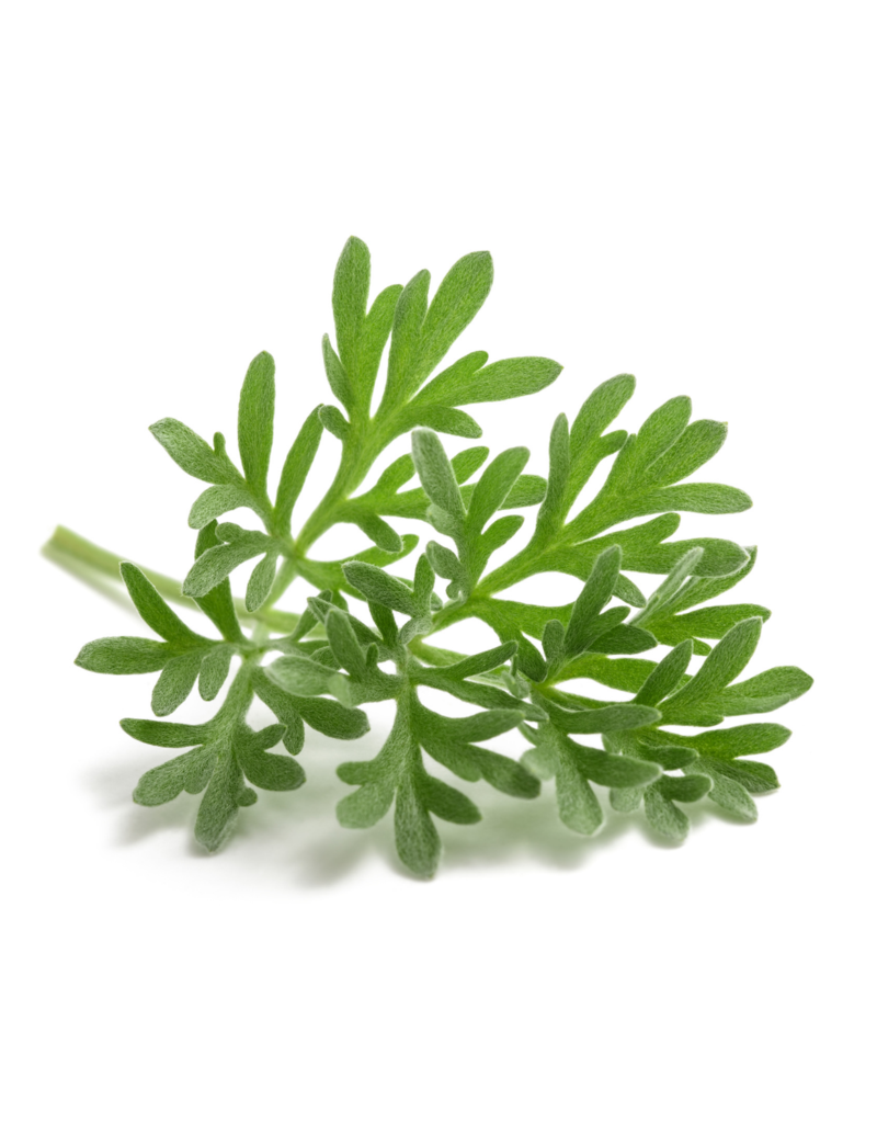 ABSINTALSEM - Artemisia absinthium