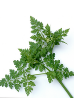 ANIJS - Pimpinella anisum