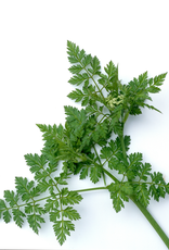 Copy of ABSINTALSEM - Artemisia absinthium