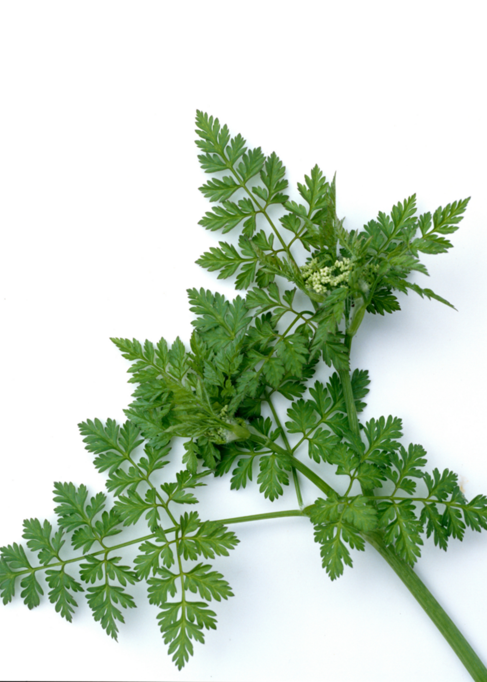 ANIJS - Pimpinella anisum