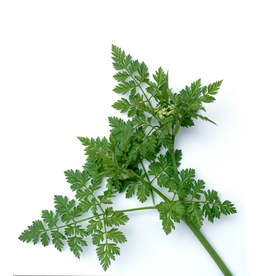 ANIJS - Pimpinella anisum