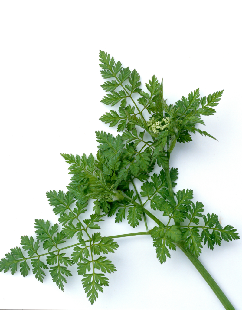 ANIJS - Pimpinella anisum