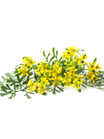 Copy of ANIJS - Pimpinella anisum