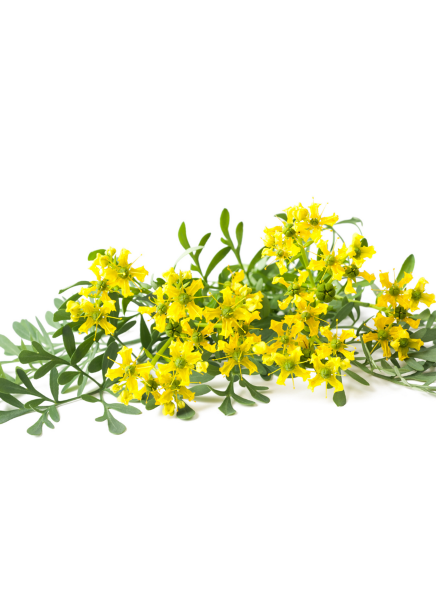 WIJNRUIT - Ruta graveolens