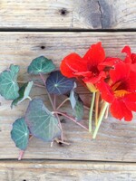 KLIMKERS - Tropaeolum majus