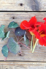 KLIMKERS - Tropaeolum majus