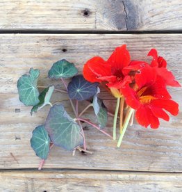 KLIMKERS - Tropaeolum majus