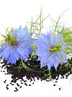 ZWARTE KOMIJN - Nigella sativa