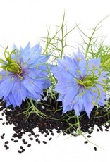 ZWARTE KOMIJN - Nigella sativa