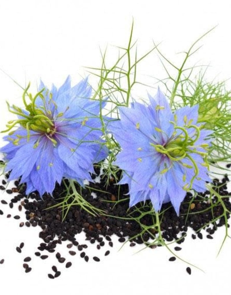 ZWARTE KOMIJN - Nigella sativa