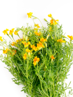 STERAFRIKAANTJE - Tagetes tenuifolia